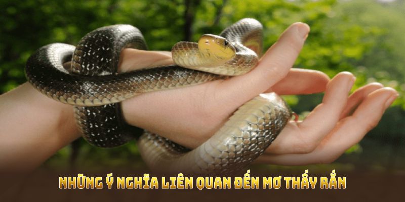 Những ý nghĩa liên quan đến mơ thấy rắn bạn cần nắm